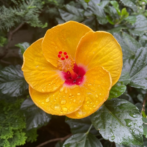 Meet your Posher - Picture 1 of 1